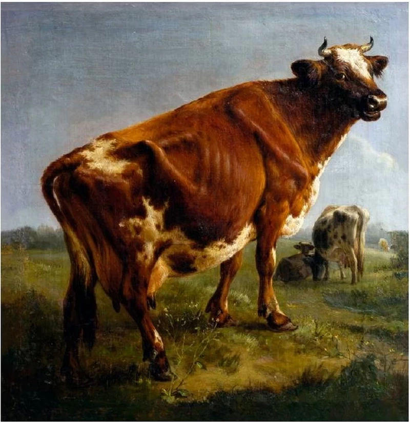 Una mucca
